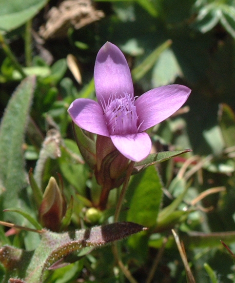 Gentianella columnae / Genzianella napoletana